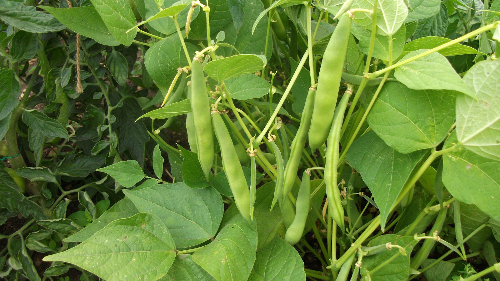 French Bean Rows Garden Organic | French bean