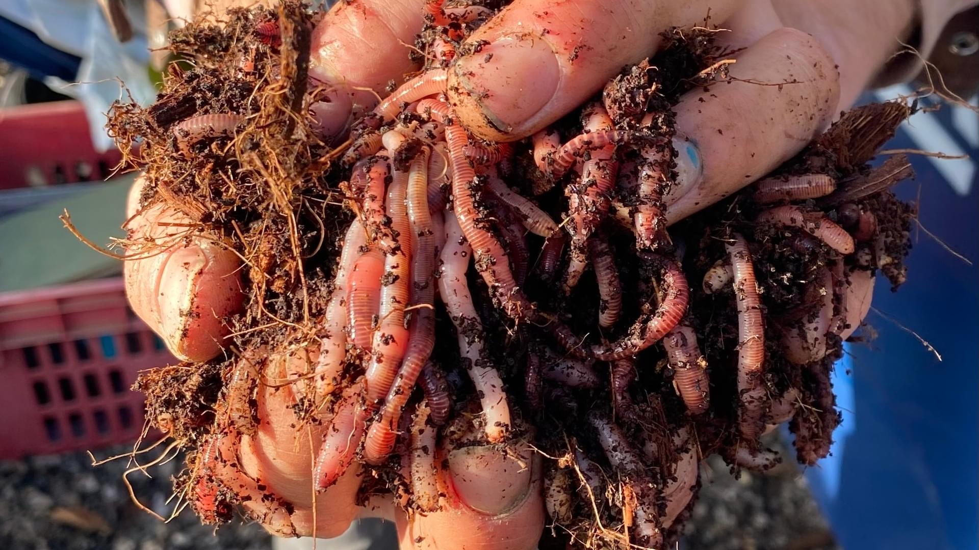 A handful of compost worms