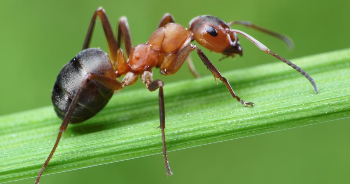 Ants in the garden | Garden Organic