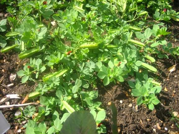 Alternative text should describe the visual content of the image.