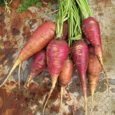 A bunch of 7 carrots laid flat on the ground, these carrots have a purple tinge to them and bright green stems
