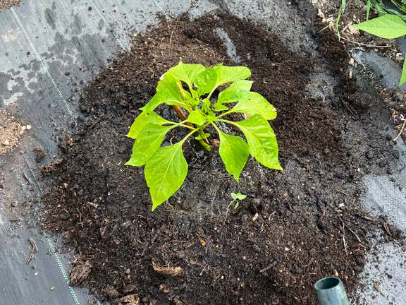 Alternative text should describe the visual content of the image.