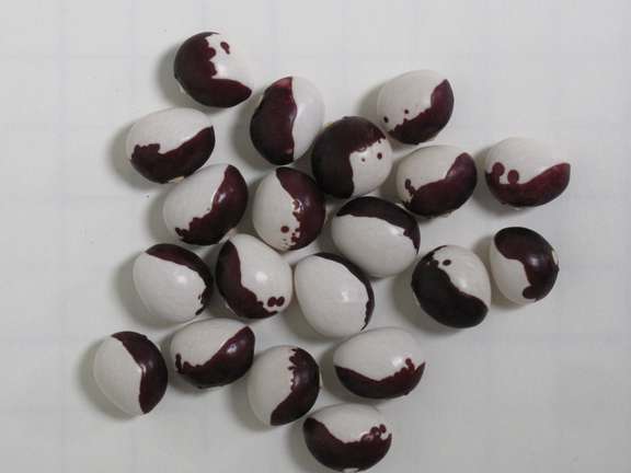 Alternative text should describe the visual content of the image.