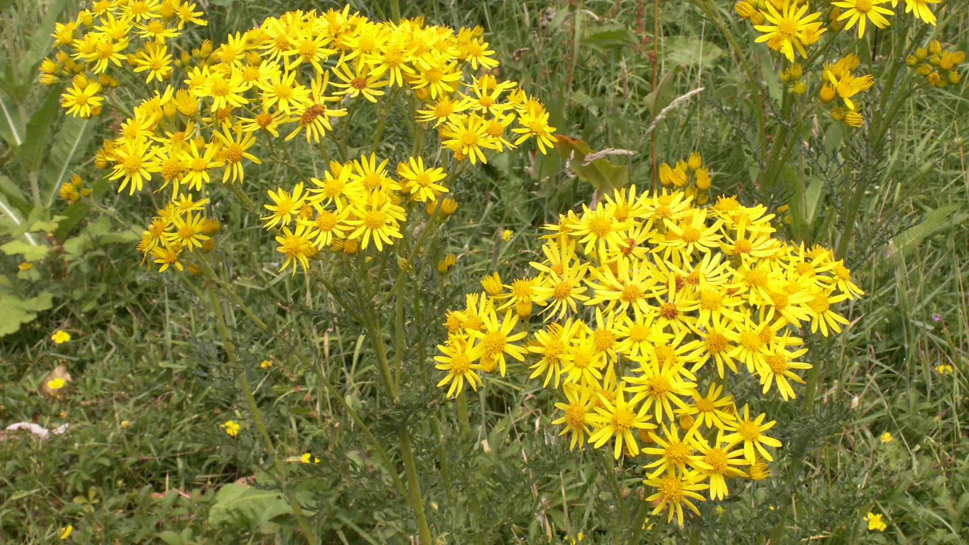 Garden Organic | Common ragwort