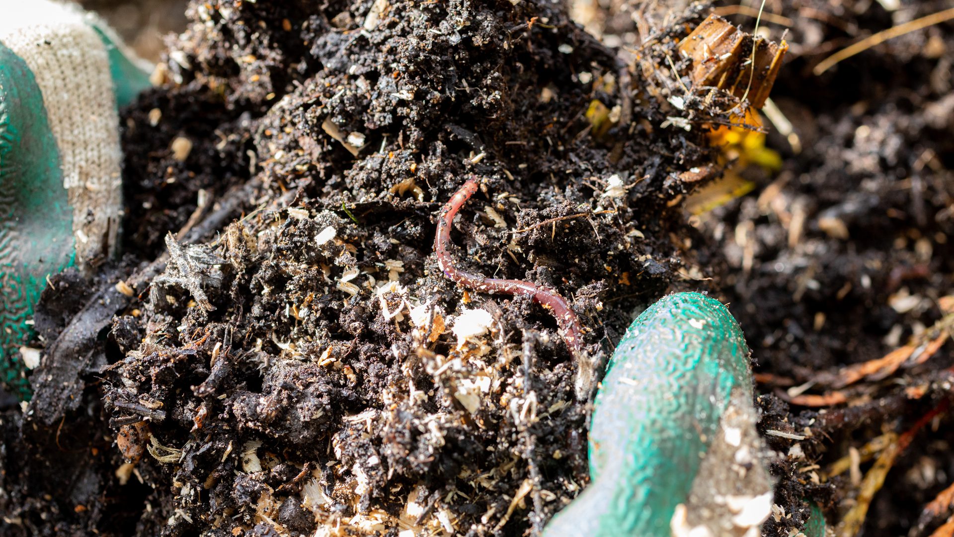 Compost Heap Insects Five spring composting jobs to keep your heap tip top | Garden Organic