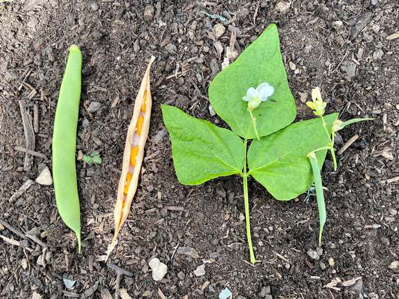 Alternative text should describe the visual content of the image.