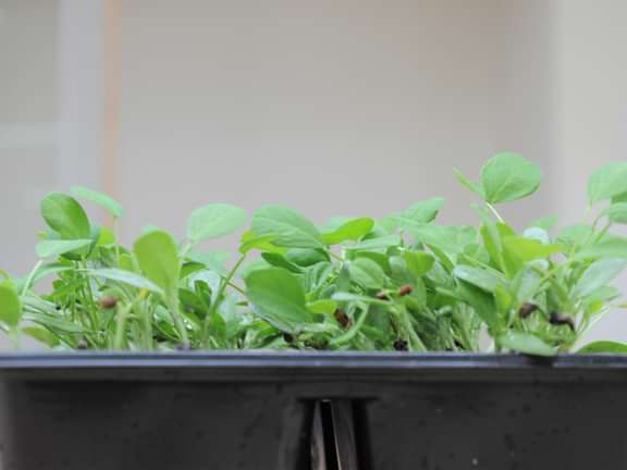 Alternative text should describe the visual content of the image.