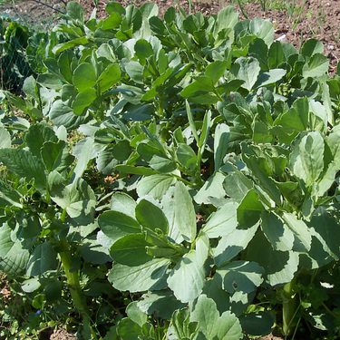 field beans