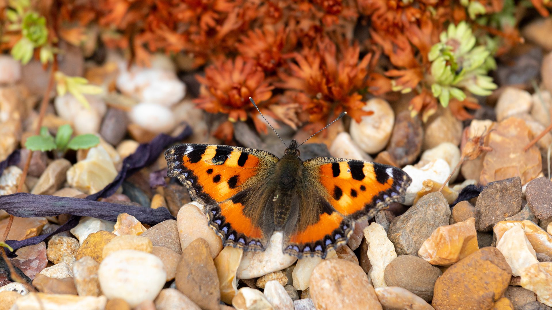 Butterfly Rescue Support the rescue mission for butterflies and moths! | Garden Organic