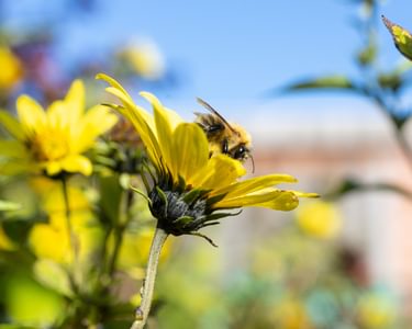 Bee on flower