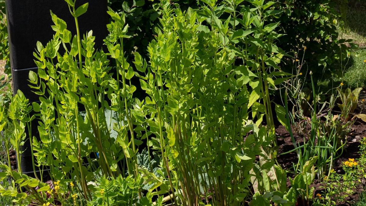 Skirret
