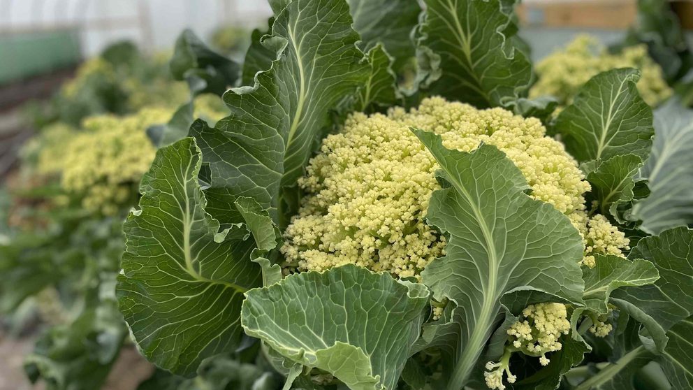 Garden Organic | Cauliflower