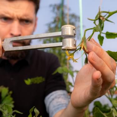 a man holding a tuning fork above a tomato flower