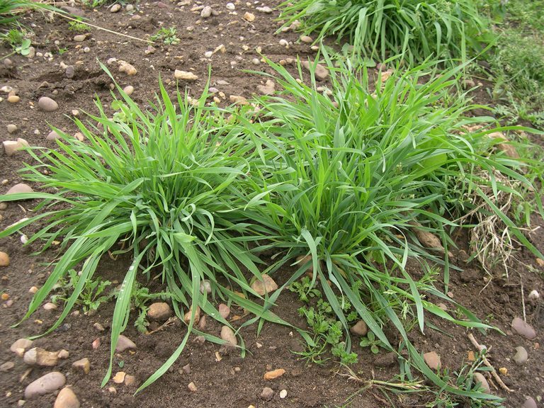 Garden Organic | Hungarian grazing rye