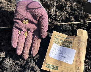 Mcgregors Beetroot in Hand