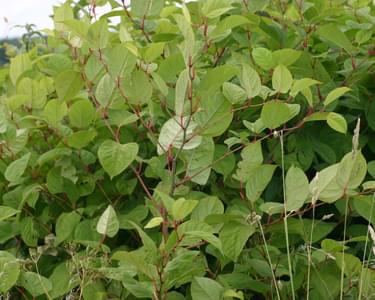 Japanese knotweed stems