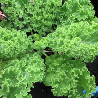 Alternative text should describe the visual content of the image.