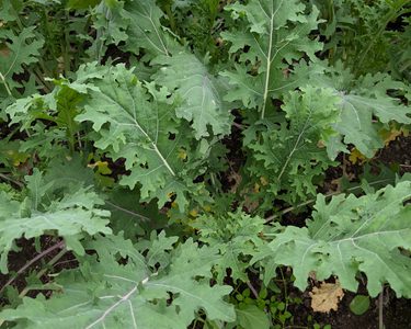 Alternative text should describe the visual content of the image.