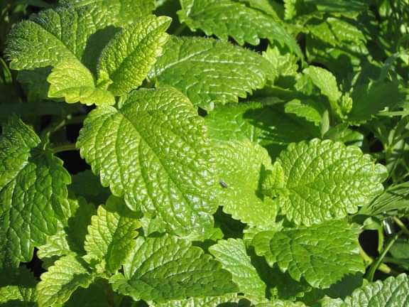 Alternative text should describe the visual content of the image.