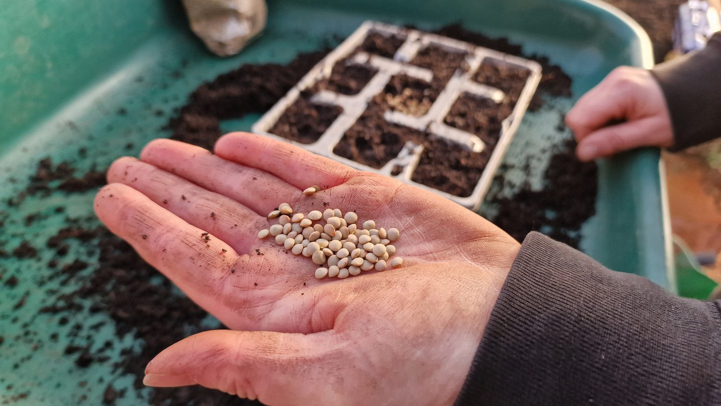Grow Your Own Lentils Garden Organic grow-your-own-lentils-garden-organic