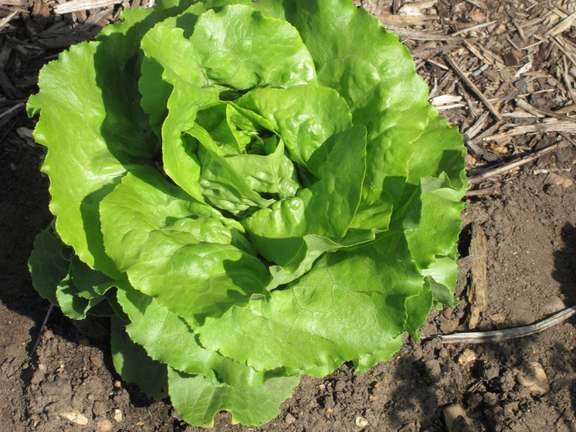 Alternative text should describe the visual content of the image.