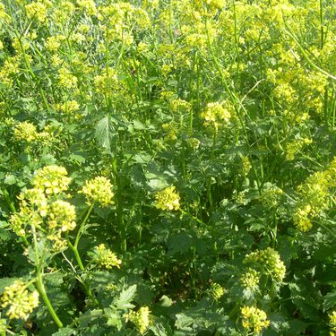 mustard
