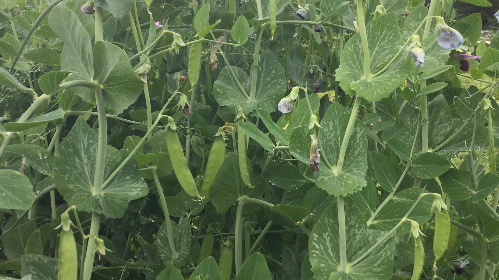 Peas on pod outdoors, Carlin variety