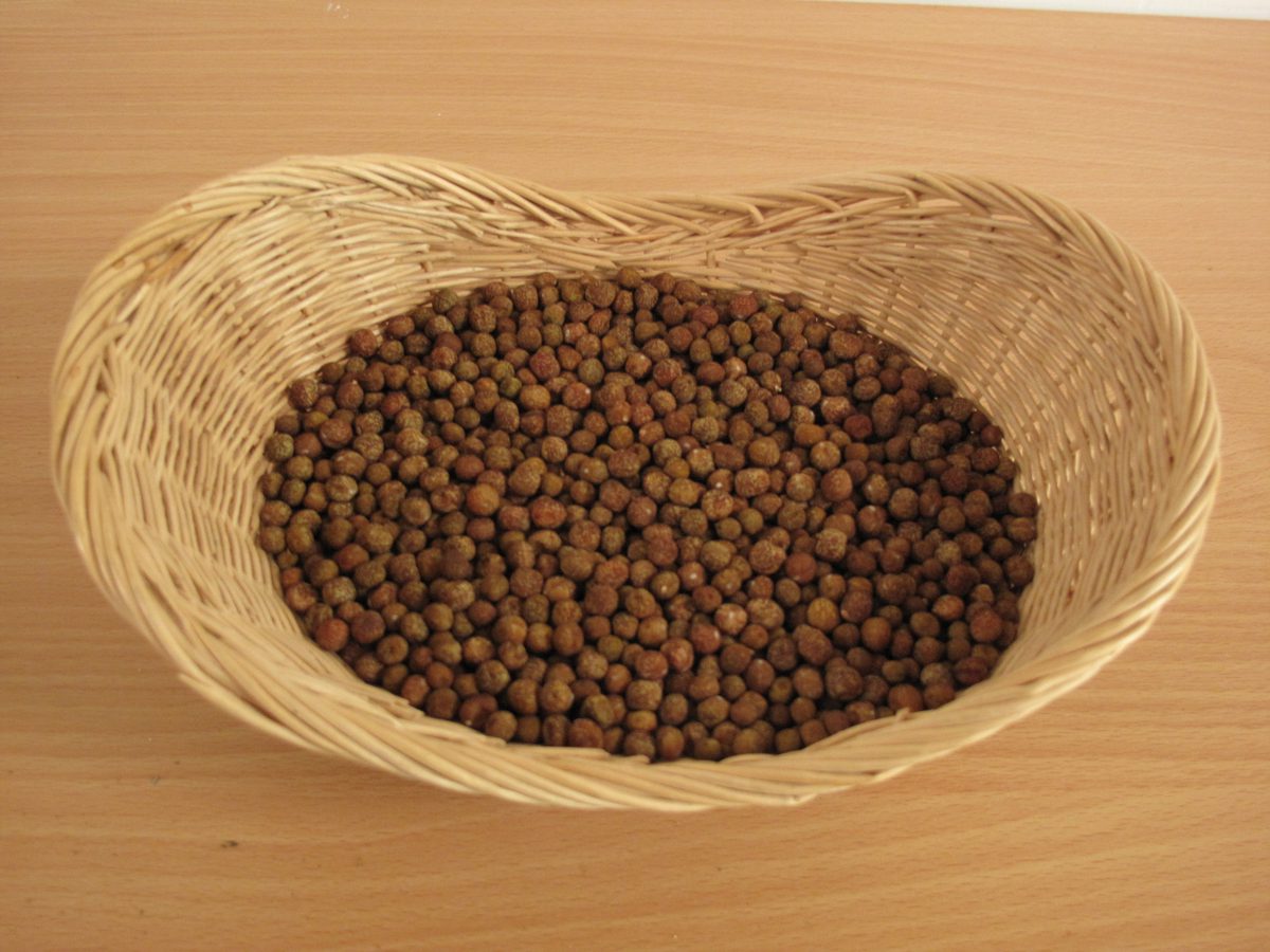 Pepper Rondo Apricot Seeds Preier Seeds Direct - Pea - Rondo - 150 Seeds (Organic ...