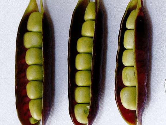 Alternative text should describe the visual content of the image.