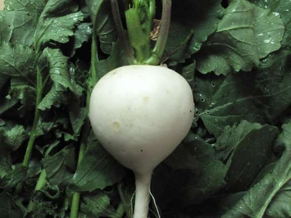 Alternative text should describe the visual content of the image.