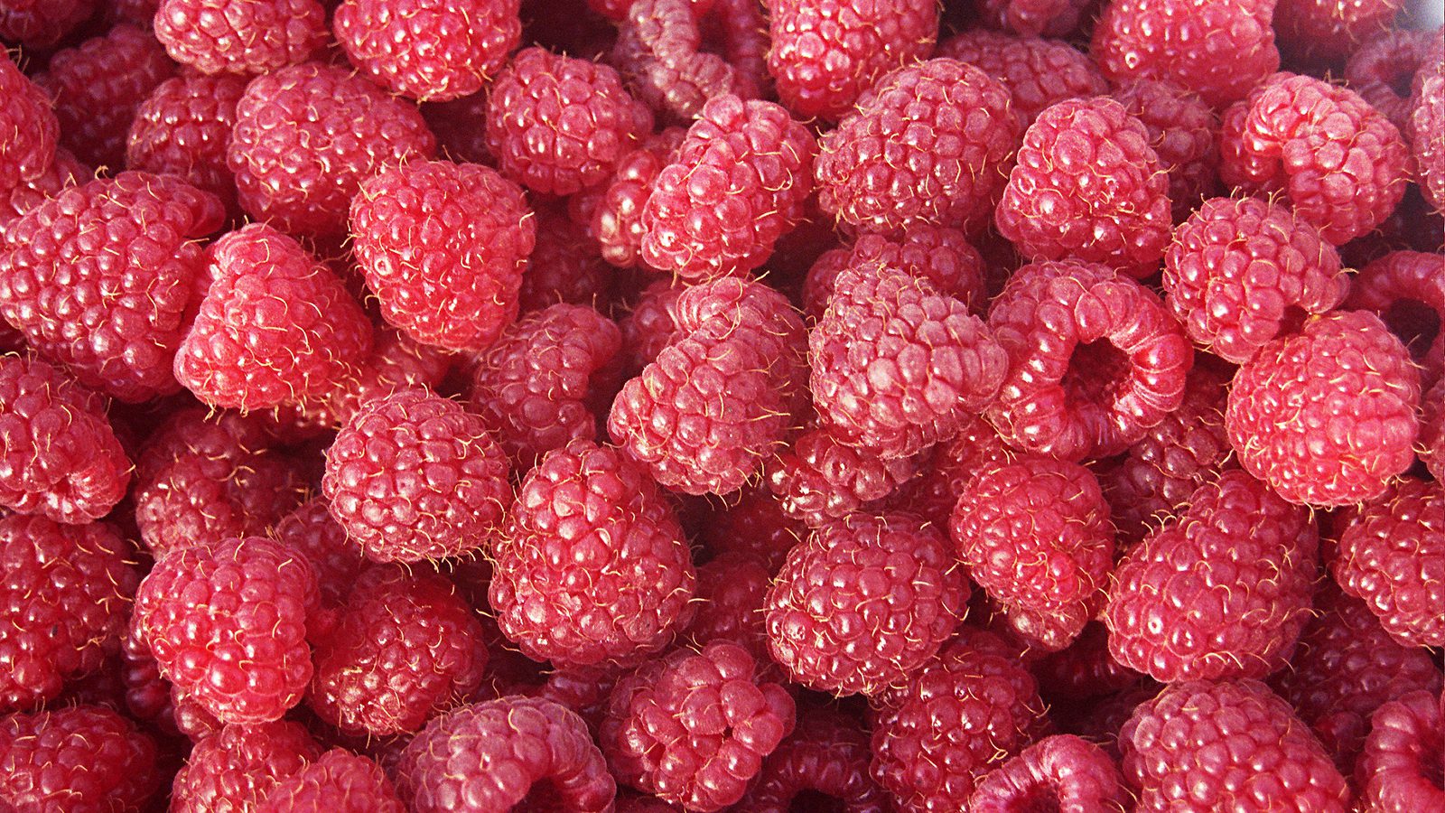 Garden Organic | Raspberry