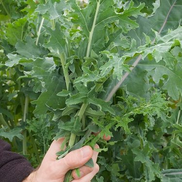 Alternative text should describe the visual content of the image.