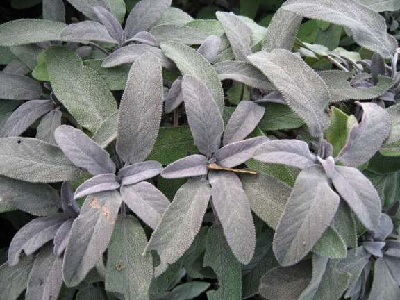 Alternative text should describe the visual content of the image.