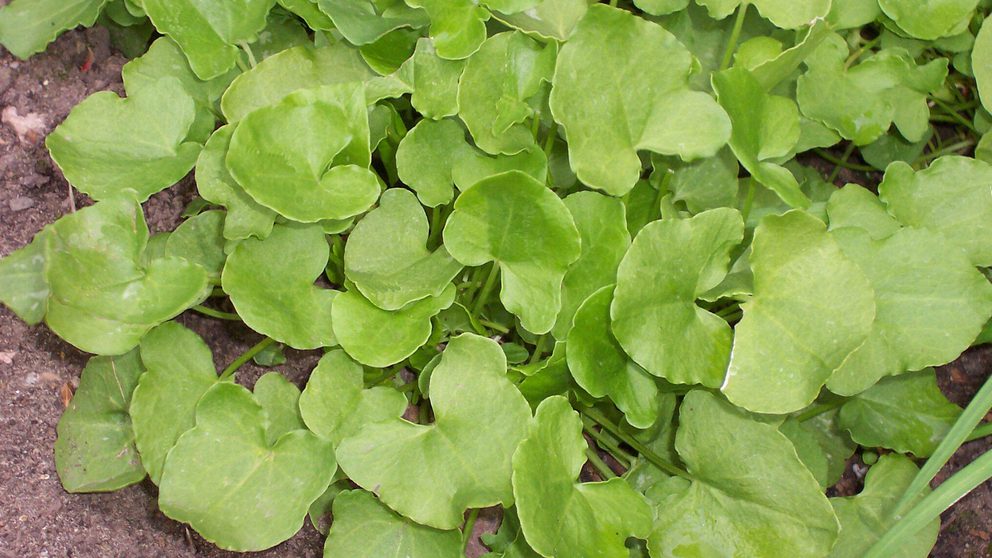 Sorrel Rolnik Garden Organic | Sorrel