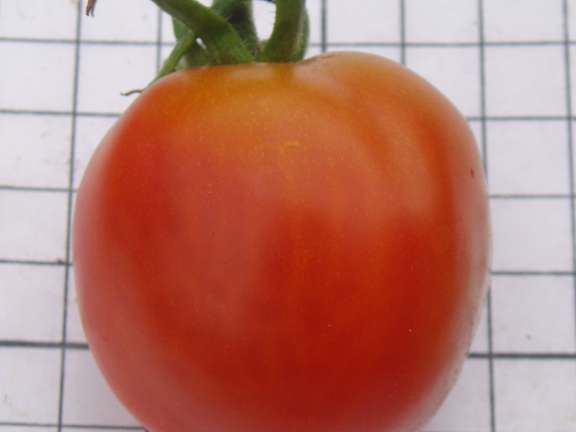 Alternative text should describe the visual content of the image.