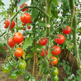 Alternative text should describe the visual content of the image.