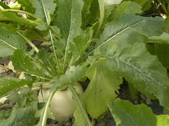 Alternative text should describe the visual content of the image.