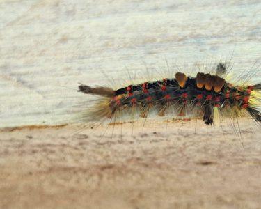 Alternative text should describe the visual content of the image.