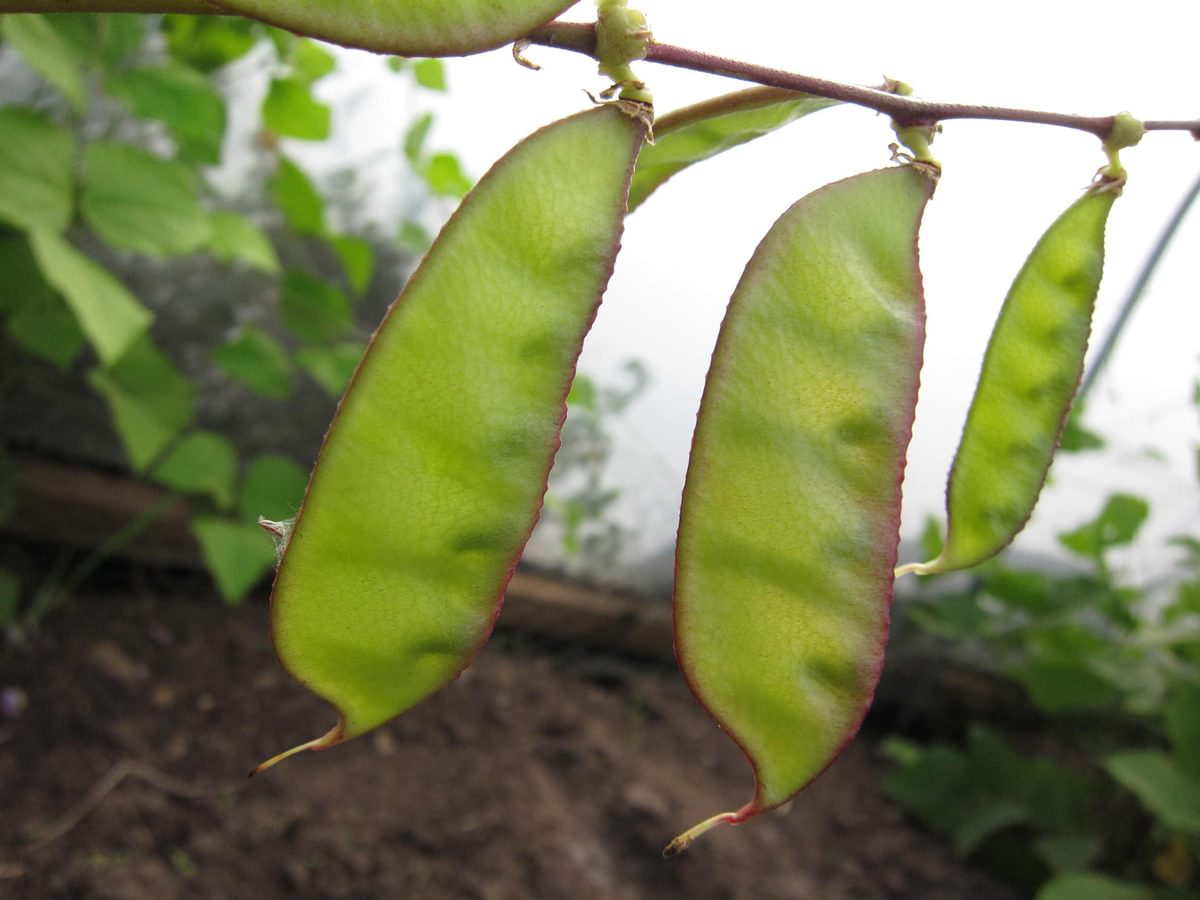 Garden Organic | Lablab Beans