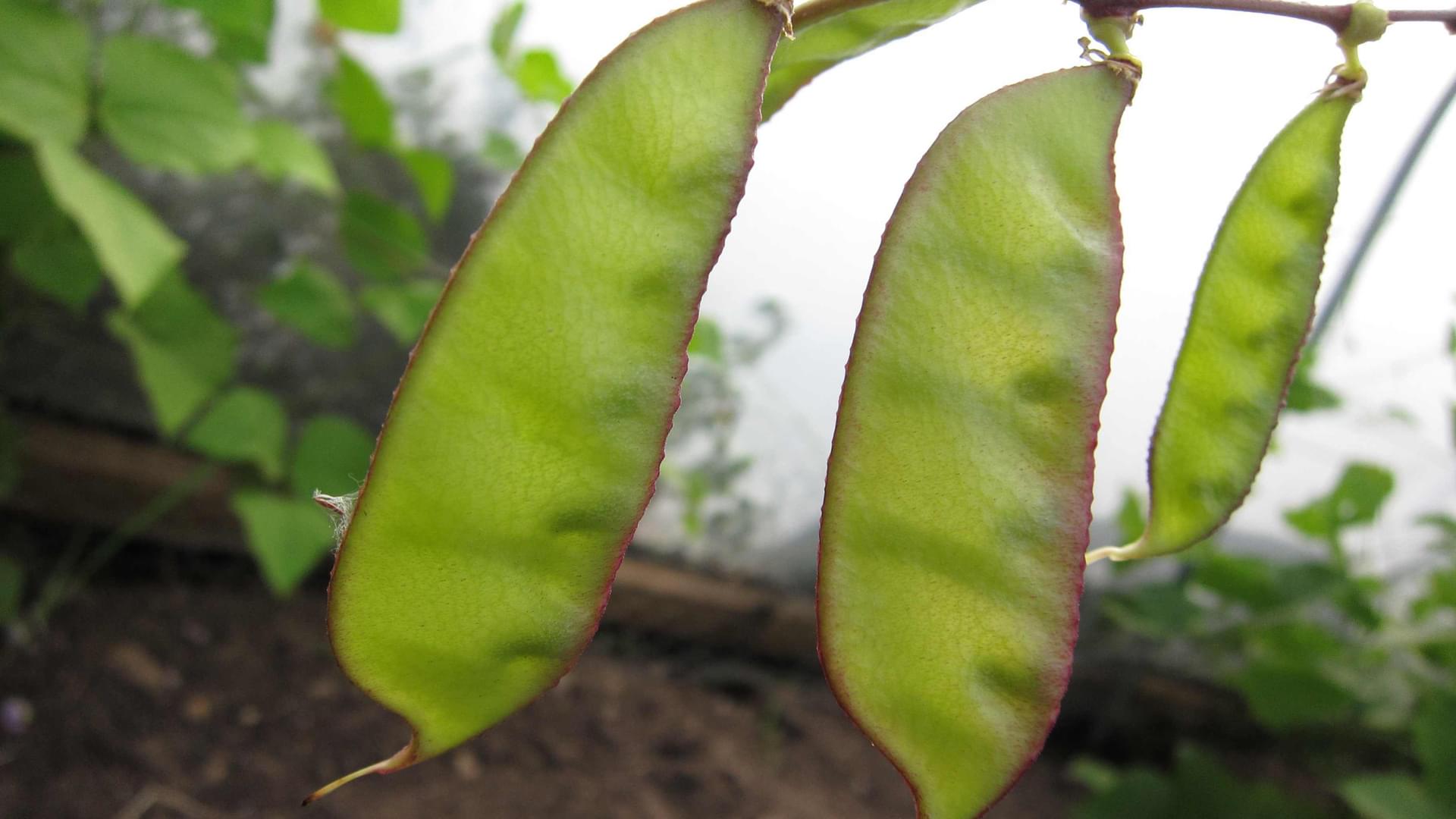 Garden Organic | Lablab Beans