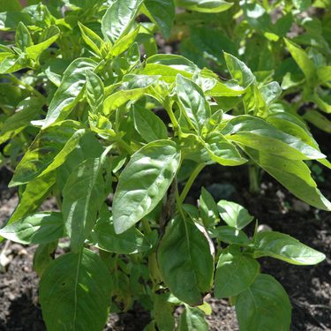 A small basil plant with green leaves growing in soil.