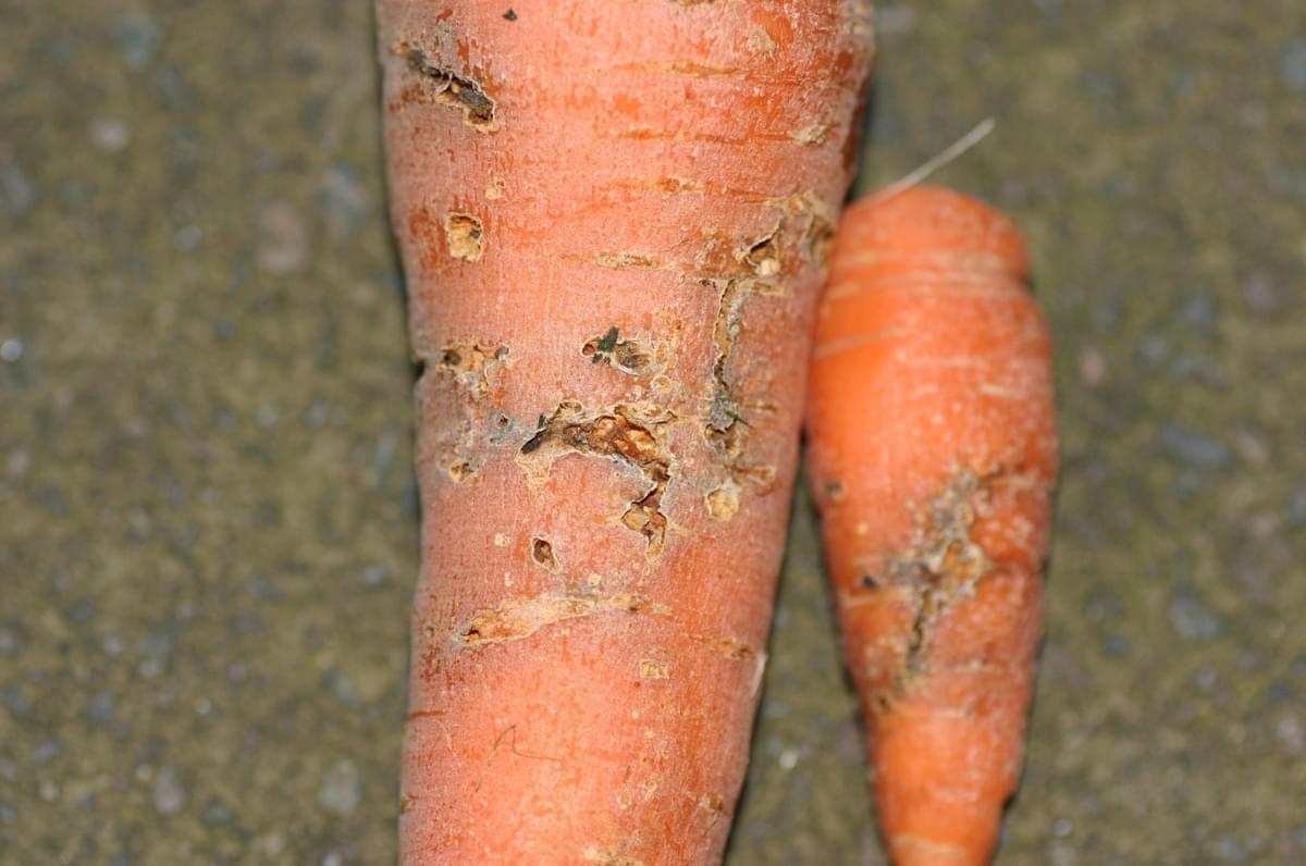 How to spot and prevent carrot fly | Garden Organic