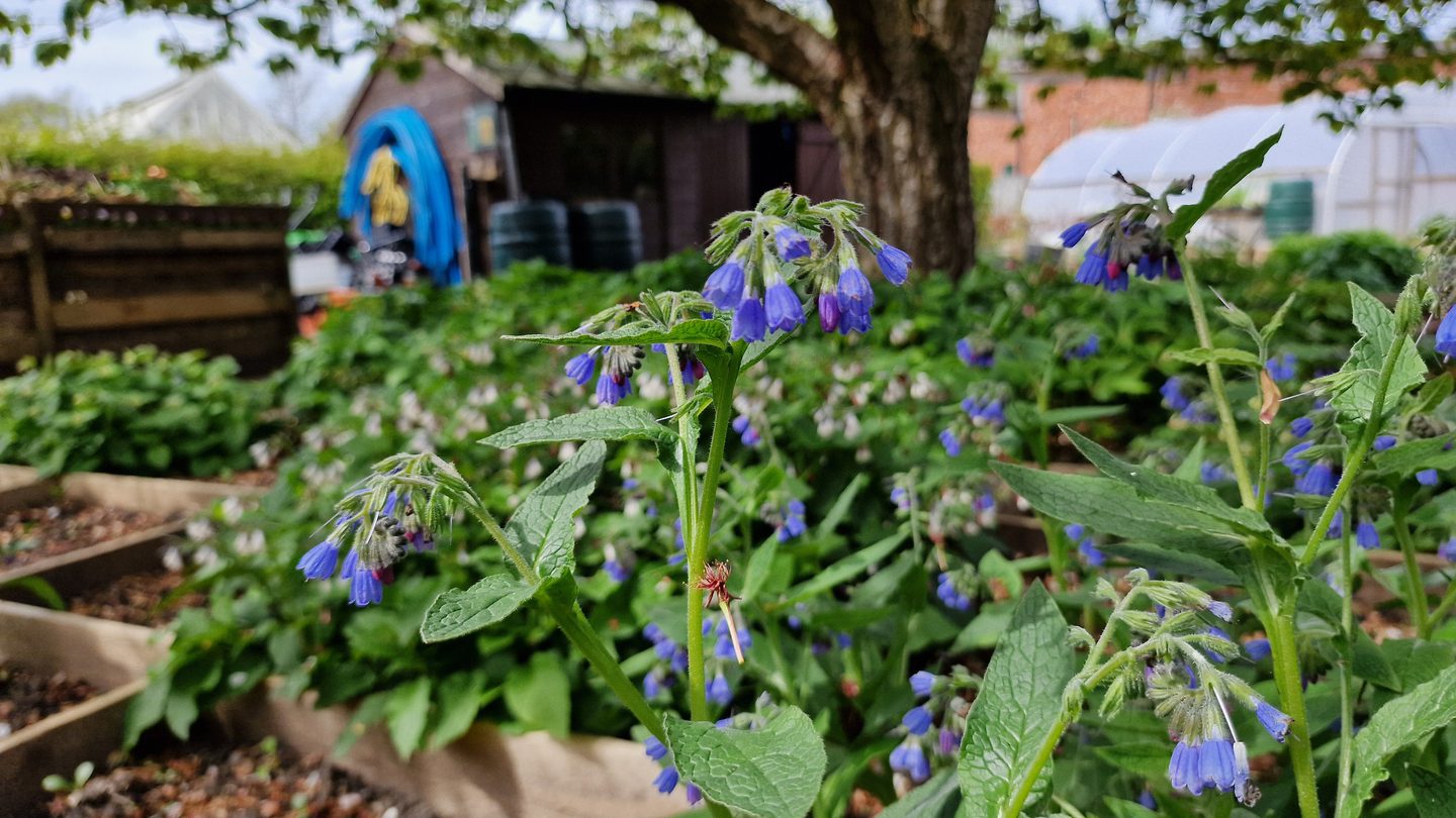 Comfley Garden Organic | Comfrey (Symphytum): Everything you need to know