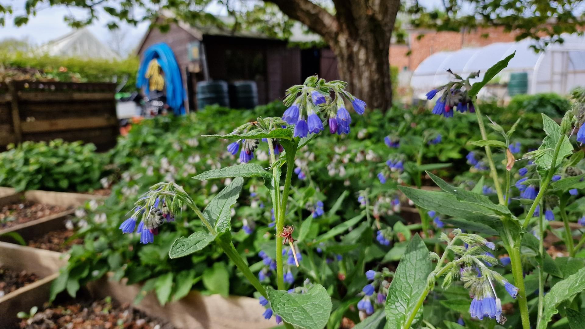 Garden Organic | Comfrey (Symphytum): Everything you need to know