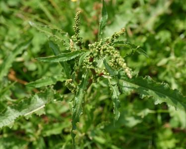 The curled dock occurs in arable and meadowland, waste places, on sand dunes, and shingle.