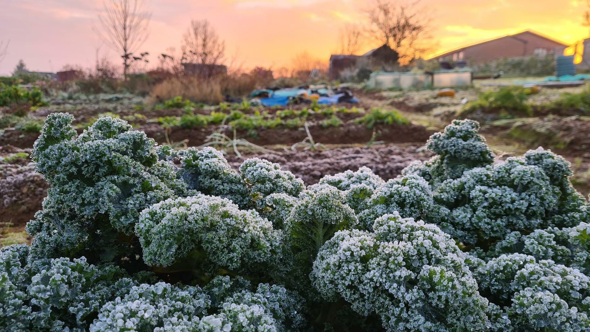 Frozen Curly Kale