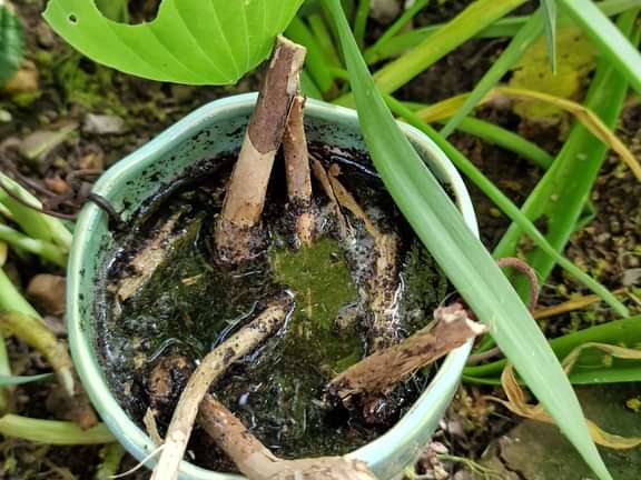 Alternative text should describe the visual content of the image.