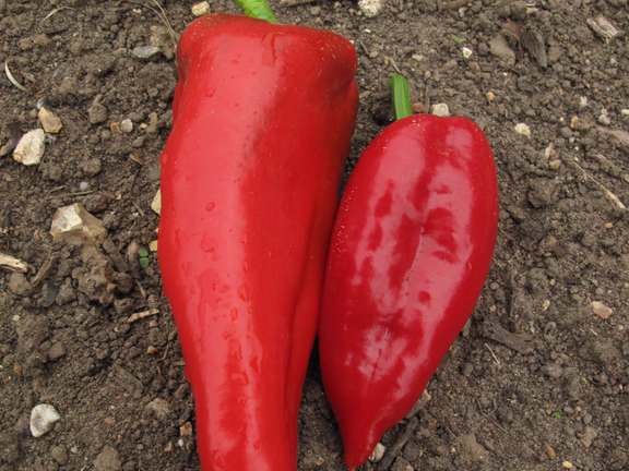 Alternative text should describe the visual content of the image.